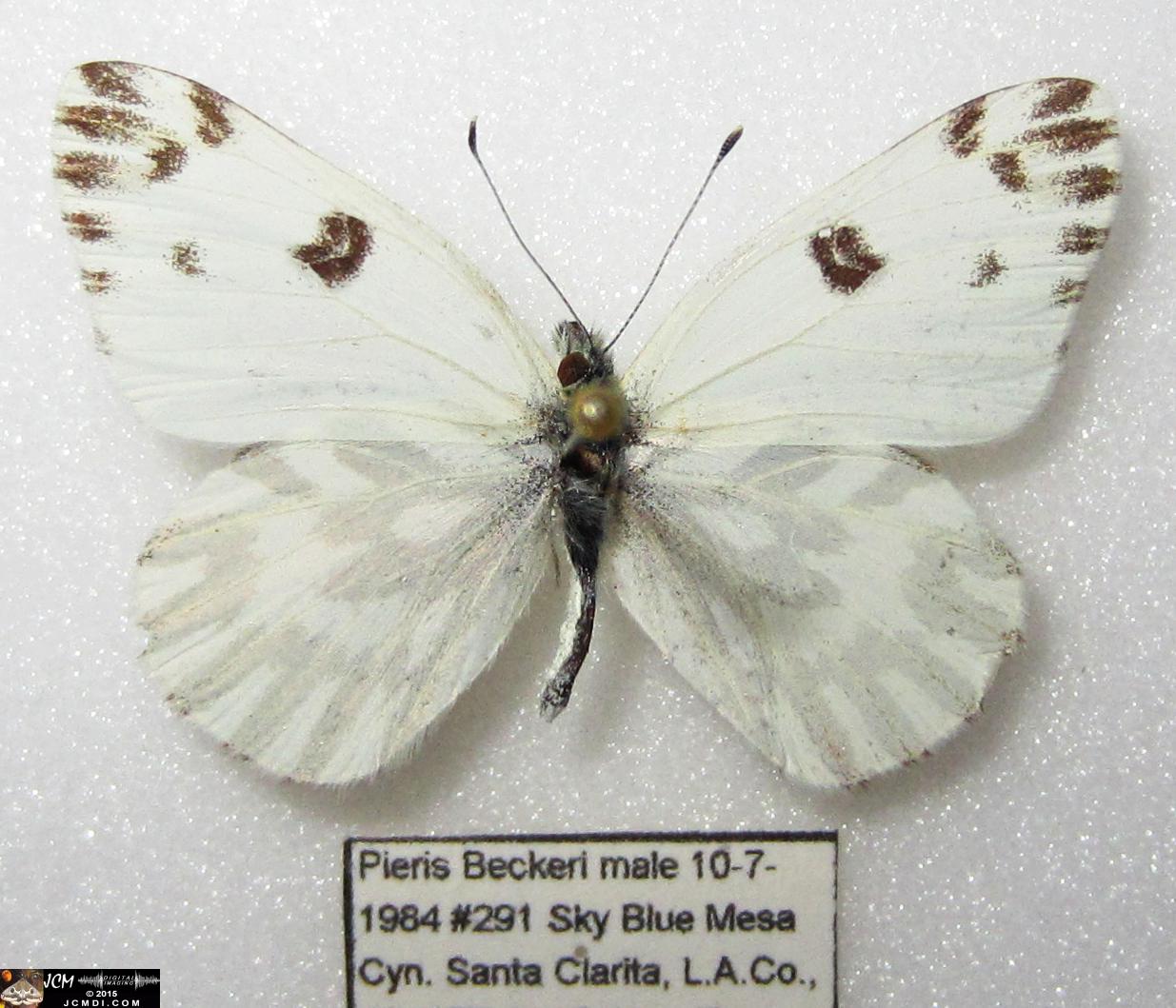 Pieris beckerii (Pontia beckerii) male